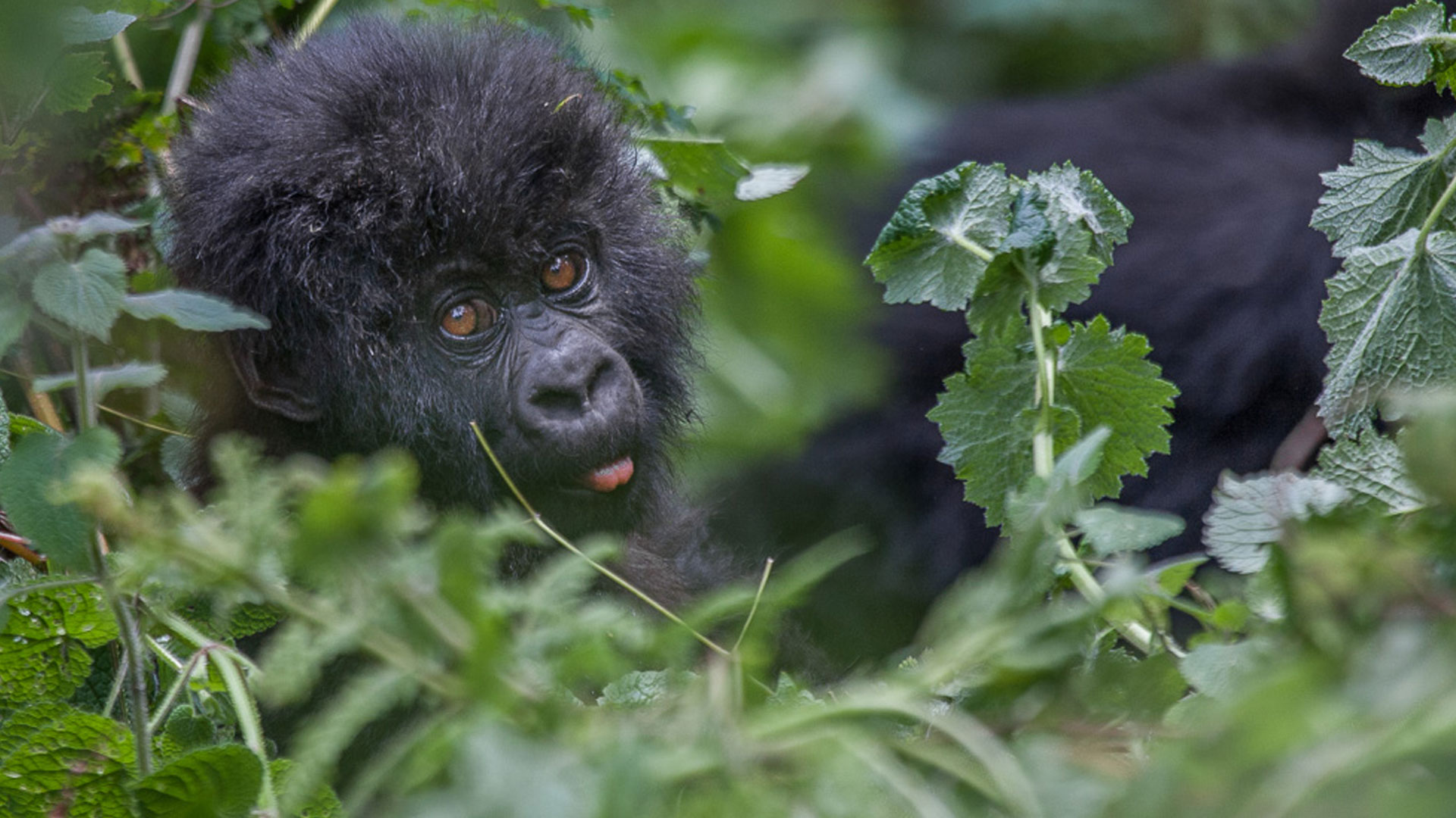 Gorilla Tracking in Rwanda