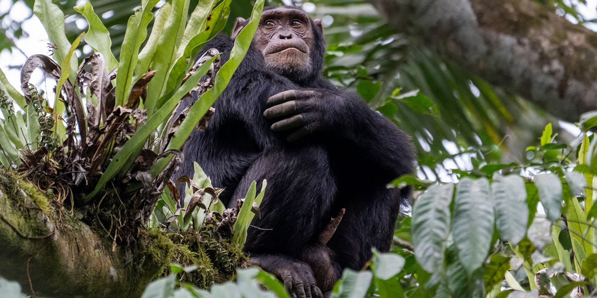 Nyungwe Chimpanzee